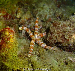 Vibrant Starfish found on a night dive. by Dylan Clevenger 